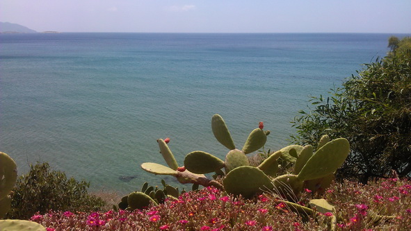 Behind the cacti